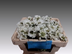 Scabiosa Midsummer Snow 45cm