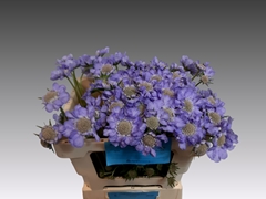 Scabiosa Midsummer Sky 50cm