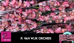 Cymbidium Mystery Pink Blossom 80cm