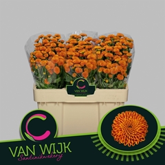 Chrysanth Santini Pluto 50cm 24gr.