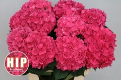 Hydrangea Rodeo Red 60cm 16-18cm Hd