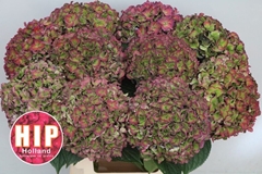 Hydrangea Rodeo Red Classic 60cm 18-20cm Hd