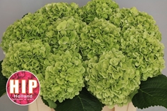Hydrangea Cannonball Classic 50cm 18-20cm Hd