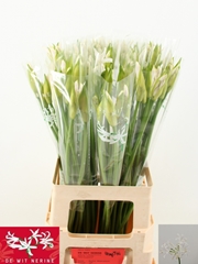 Nerine Biancaneve 65cm
