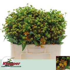 Helenium Orange Beauty 50cm
