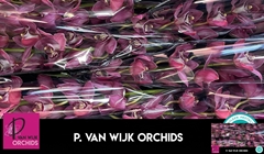 Cymbidium Pin-Up 80cm