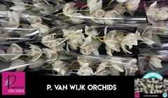 Cymbidium Snowcastle 60cm