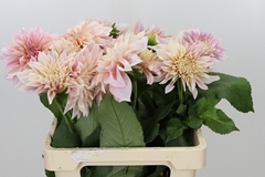 Dahlia Café Au Lait 60cm