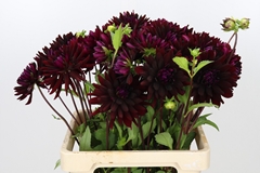 Dahlia Chat Noir 60cm