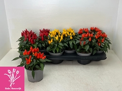 Capsicum Salsa Mix 10Ø 19cm