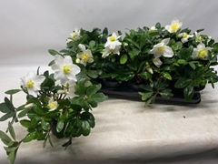 Helleborus Happy Day 12Ø 26cm