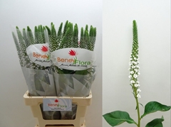 Lysimachia Moonlight 70cm