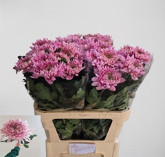 Chrysanth Single Holiday Purper 80cm 130gr.