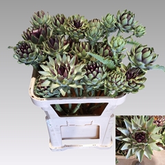 Cynara Green Globe 65cm