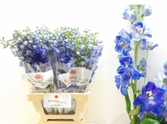 Delphinium Double Guardian Blue 70cm