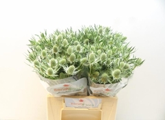 Eryngium Magical White Lagoon 45cm