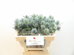 Eryngium Magical Anita 50cm