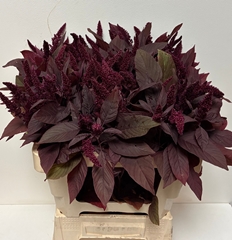 Amaranthus Cruentus Velvet 60cm