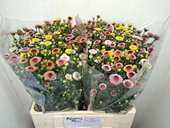 Chrysanth Santini Mix 60cm 34gr.