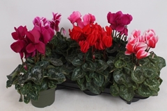 Cyclamen Super Serie Leopardo 13Ø 35cm