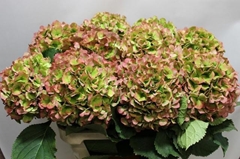 Hydrangea Verena Classic 80cm 19-21cm Hd