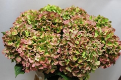 Hydrangea Verena Classic 60cm 17-19cm Hd