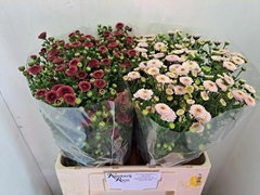 Chrysanth Santini Mix 60cm 34gr.