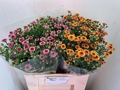 Chrysanth Santini Mix 60cm 34gr.