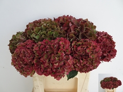 Hydrangea Pink Ruby Classic 40cm 12-14cm Hd