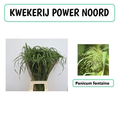 Panicum Fontaine 70cm