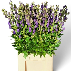 Aconitum Carmichaelii Arendsii 85cm