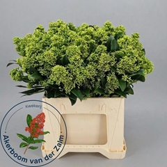 Skimmia Japonica Frank White Per Bunch 40cm