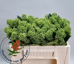 Skimmia Japonica Frank White 30cm