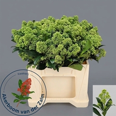 Skimmia Japonica Frank White Per Bunch 45cm