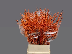 Ilex Verticillata Winter Gold 100cm