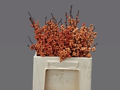 Ilex Verticillata Winter Gold 30cm