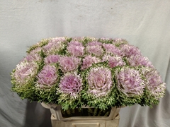 Brassica Crane King 70cm