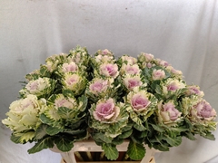 Brassica Empire Akilina 70cm