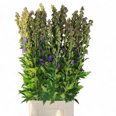 Aconitum Carmichaelii Arendsii 90cm