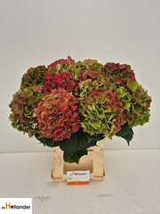 Hydrangea Royal Palace Classic 60cm 15-17cm Hd