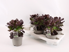Aeonium Arboreum 14Ø 30cm