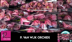 Cymbidium Mystery Pink Blossom 60cm
