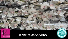 Cymbidium Mrs. Sugar Lee 60cm