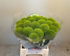 Dianthus Barb Kiwi Mellow Cool 48cm