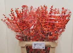 Ilex Verticillata Oudijk's Orange 90cm