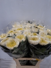 Chrysanth Single Bislet White 85cm 175gr.