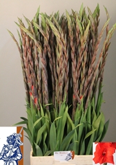 Gladiolus Bunga 110cm 160gr.