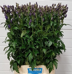 Aconitum Carmichaelii Arendsii 90cm