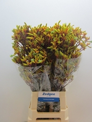 Anigozanthos Orange Velvet 80cm