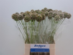 Scabiosa Stellata 60cm